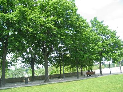 alignement arbres ds parc